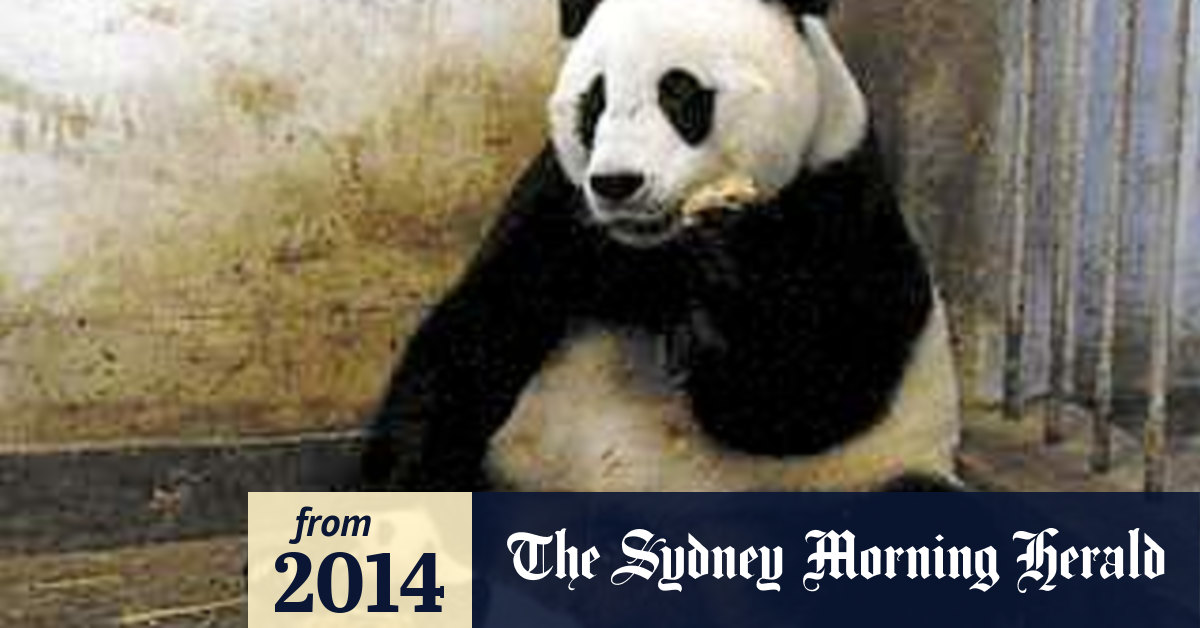 Sneezing Baby Panda The Movie review Cute but film misses mark